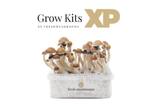 mycelium grow kits xp freshmushrooms