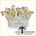 Albino Mycelium Grow Kit Mycelium Freshmushrooms