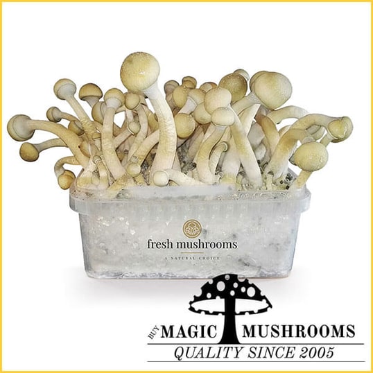 Albino XP magic mushroom grow kit