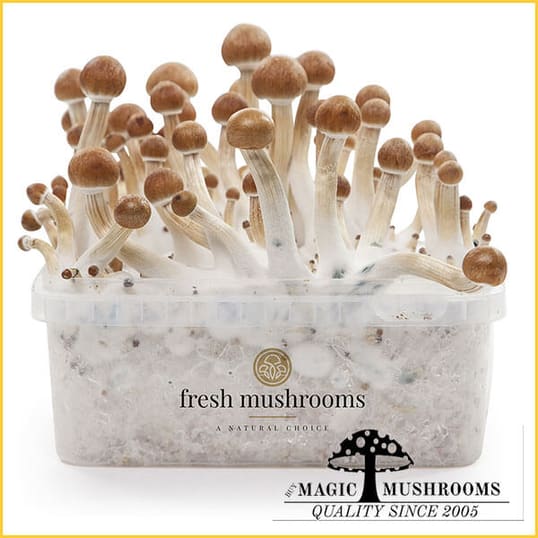 B+ XP magic mushroom grow kit