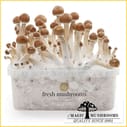 B+ Cubensis Mycelium Grow Kit Freshmushrooms
