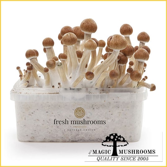 Ecuador XP magic mushroom grow kit