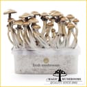 Golden teacher mycelium cubensis grow kit freshmushrooms