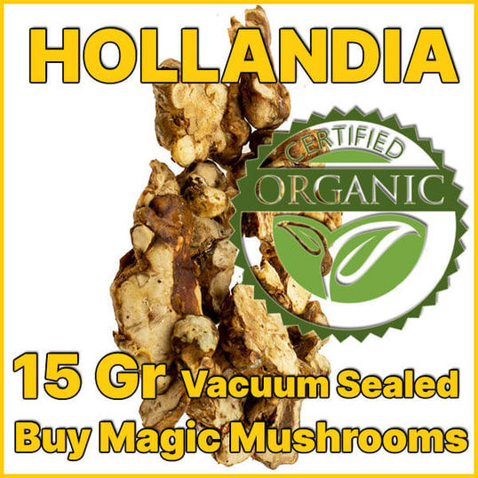 Hollandia magic truffles psilocybe
