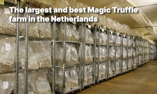Magic truffles grower freshmushrooms in the Netherlands