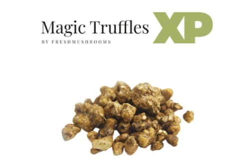 magic truffles xp freshmushrooms