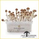 Mazatapec mycelium magic mushroom grow kit freshmushrooms