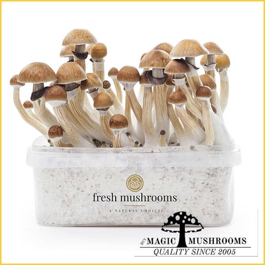 McKennaii XP magic mushroom grow kit
