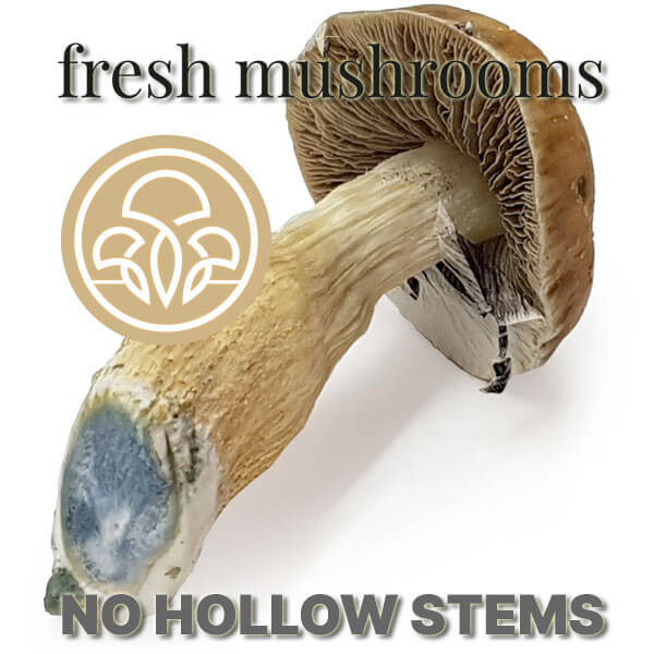 no hollow stems cubensis mushrooms