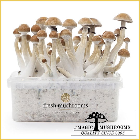 Thai XP magic mushroom grow kit